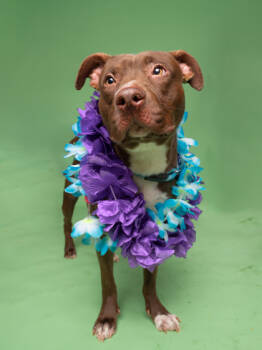 Rescue Pit Bull Terrier and Mixed Breed Dogs for Adoption in Atlanta, Georgia - Chocolate Swirl | PetCurious