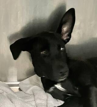 Phantom -  Mixed Breed Dog for Adoption in Parma, Ohio - Phantom | PetCurious