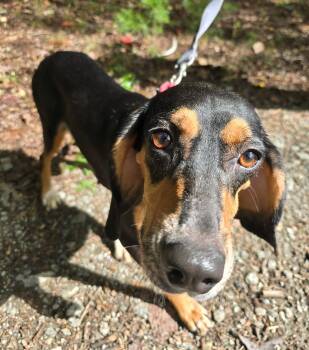 Lucille -  Hound and Beagle Dog for Adoption in Lexington, Massachusetts - Lucille | PetCurious