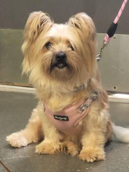 Maltese Dogs Available for Adoption in Lawrenceville, Georgia - Pen 216 Cherry | PetCurious