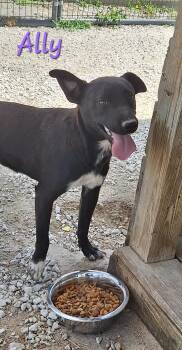 Ally -  Mixed Breed Dog for Adoption in Stanton, Kentucky - Ally | PetCurious