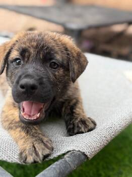 Voodoo -  Shepherd and Pit Bull Terrier Dog for Adoption in Phoenix, Arizona - Voodoo | PetCurious