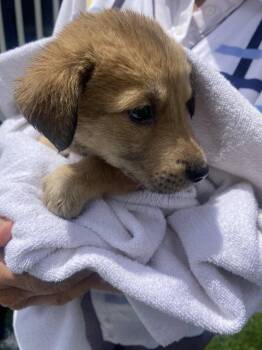 Boo Boo -  Shepherd Dog for Adoption in Berlin, New Jersey - Boo Boo | PetCurious