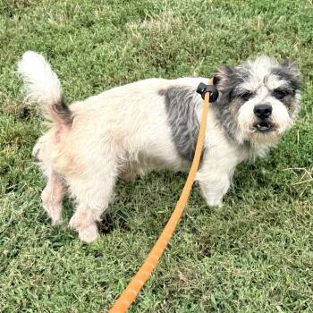 Tin Man -  Terrier Dog for Adoption in Warrensburg, Missouri - Tin Man | PetCurious
