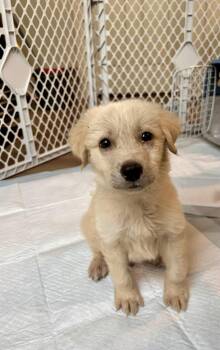Griffin -  Labrador Retriever and Great Pyrenees Dog for Adoption in Pflugerville, Texas - Griffin | PetCurious