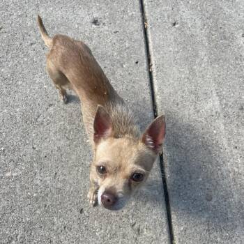 Lady -  Chihuahua Dog for Adoption in Indianapolis, Indiana - Lady | PetCurious