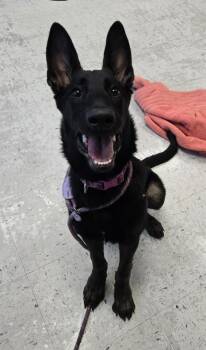 *Wren* -  Belgian Shepherd Malinois and German Shepherd Dog Dog for Adoption in Salt Lake City, Utah - *Wren* | PetCurious