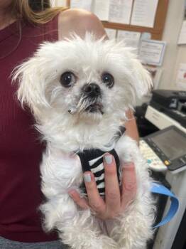 Snowy -  Pekingese and Mixed Breed Dog for Adoption in Pomona, New York - Snowy | PetCurious