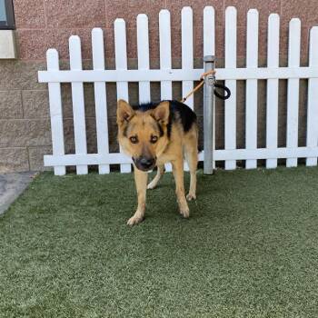 CHERRY -  German Shepherd Dog Dog for Adoption in Modesto, California - CHERRY | PetCurious