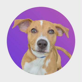 Hound Dogs Available for Adoption in Anderson, Indiana - Isla | PetCurious