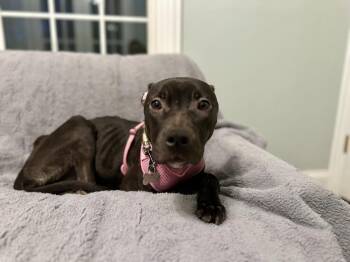 Pit Bull Terrier Dogs Available for Adoption in Mundelein, Illinois - Parker Posey | PetCurious