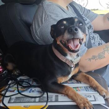 Rocky -  Miniature Pinscher Dog for Adoption in Goltry, Oklahoma - Rocky | PetCurious