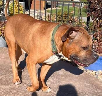 Rescue Bullmastiff Dogs for Adoption in Larkspur, Colorado - Nemo | PetCurious