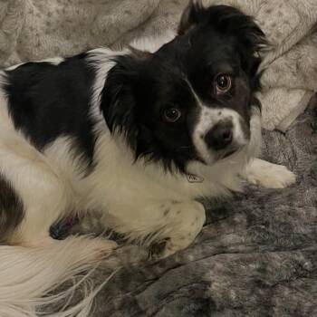 Spaniel and Papillon Dogs Available for Adoption - Coby | PetCurious