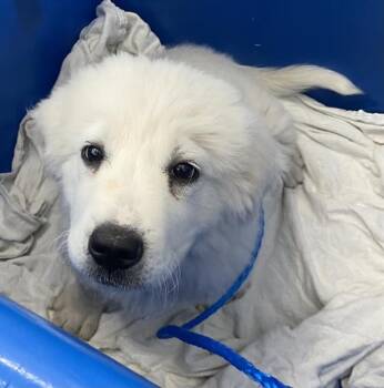 Mixed Breed Dogs Available for Adoption in Dallas, Texas - LAREDO | PetCurious