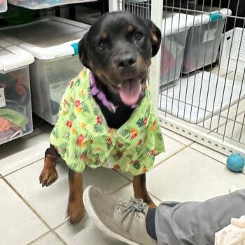 STRAY - Hottie Rottie -  Rottweiler Dog for Adoption in Savannah, Georgia - STRAY - Hottie Rottie | PetCurious