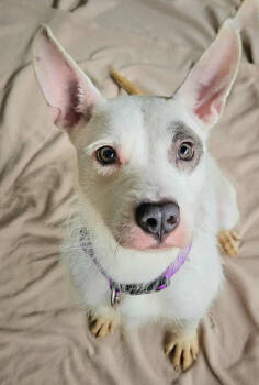 Rescue Terrier and Mixed Breed Dogs for Adoption in Warren, Michigan - Annabelle | PetCurious