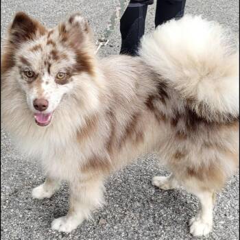 Buddy -  Pomeranian and Siberian Husky Dog for Adoption in Garland, Texas - Buddy | PetCurious