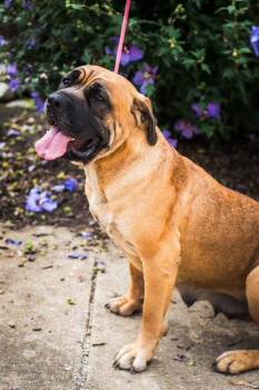 Norma -  Mastiff Dog for Adoption in Chambersburg, Pennsylvania - Norma | PetCurious