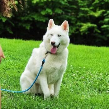 Summit -  Husky Dog for Adoption in Campton, Kentucky - Summit | PetCurious