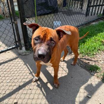 Milo -  Pit Bull Terrier Dog for Adoption in Buffalo, New York - Milo | PetCurious