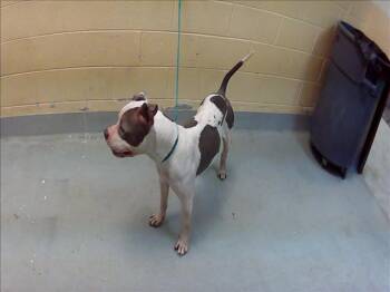 Pit Bull Terrier and Mixed Breed Dogs Available for Adoption in Tulsa, Oklahoma - FLIP | PetCurious