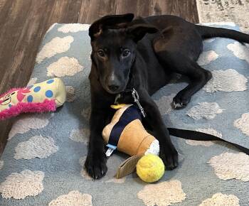 Batman super hero -  Labrador Retriever and American Staffordshire Terrier Dog for Adoption in Friendswood, Texas - Batman Super Hero | PetCurious