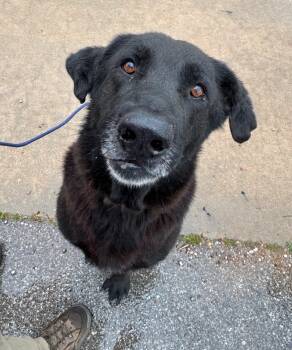 Rescue Labrador Retriever and Mixed Breed Dogs for Adoption in Fayetteville, Arkansas - Niko | PetCurious