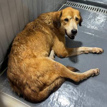 Dusty -  Labrador Retriever and Hound Dog for Adoption in Austin, Texas - Dusty | PetCurious