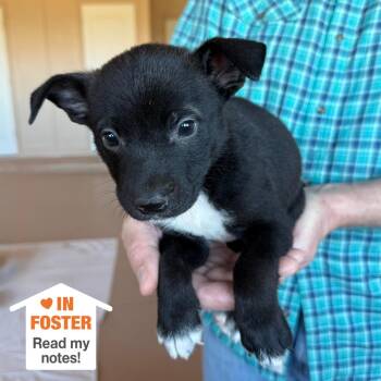 Doozer -  Pit Bull Terrier and Collie Dog for Adoption in Kanab, Utah - Doozer | PetCurious