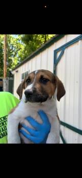 Mixed Breed Dogs Available for Adoption in Lawrenceburg, Tennessee - Seven Litter Pup 6 | PetCurious