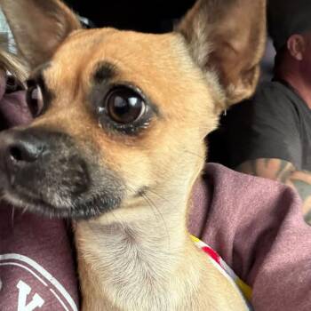 Tony Tomatoes -  Chihuahua Dog for Adoption in West Chester, Pennsylvania - Tony Tomatoes | PetCurious