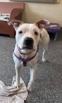 Faygo -  Pit Bull Terrier and Mixed Breed Dog for Adoption in Westland, Michigan - Faygo | PetCurious