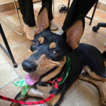 Elliot -  Cattle Dog and Mixed Breed Dog for Adoption in Midland, Texas - Elliot | PetCurious