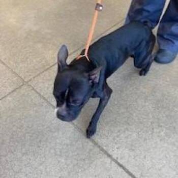 Mixed Breed and Boston Terrier Dogs Available for Adoption in York, Pennsylvania - YORK-Stray-15695 | PetCurious