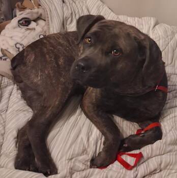 Ellie -  Cane Corso Dog for Adoption in Naperville, Illinois - Ellie | PetCurious