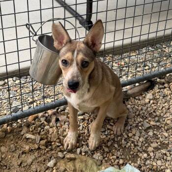 Scar Face -  Mixed Breed Dog for Adoption in Blairsville, Georgia - Scar Face | PetCurious
