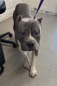 HULK -  Pit Bull Terrier Dog for Adoption in San Bernardino, California - HULK | PetCurious