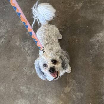 Coco -  Miniature Poodle and Maltese Dog for Adoption in Newberg, Oregon - Coco | PetCurious
