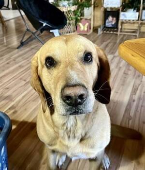 Remi -  Labrador Retriever and Golden Retriever Dog for Adoption in Barton, Vermont - Remi | PetCurious