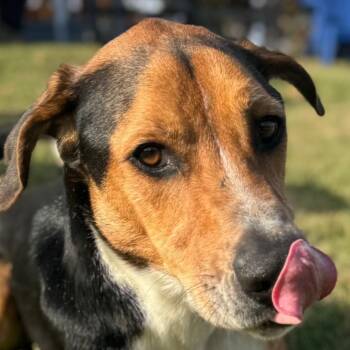 Rescue Black And Tan Coonhound Dogs for Adoption in Chuckey, Tennessee - Hank | PetCurious