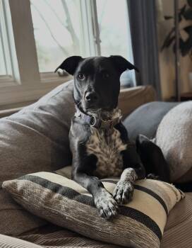 Labrador Retriever and Pointer Dogs Available for Adoption - Dewey | PetCurious