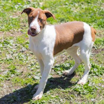 Labrador Retriever and Mixed Breed Dogs Available for Adoption in Wilmington, Delaware - Lillie | PetCurious