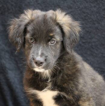 Bob -  Retriever Dog for Adoption in Portage, Wisconsin - Bob | PetCurious