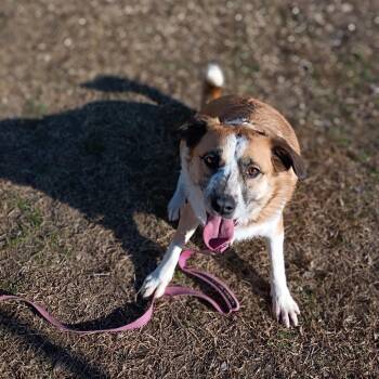 Australian Shepherd Dogs Available for Adoption - Zelley | PetCurious