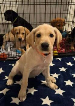 Yellow Labrador Retriever Dogs Available for Adoption in Huntington, New York - Alaska | PetCurious
