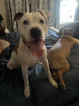 Terrier Dogs Available for Adoption in Herndon, Virginia - Gucci | PetCurious