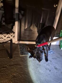 Pen 130 Narwhal -  Labrador Retriever Dog for Adoption in Lawrenceville, Georgia - Pen 130 Narwhal | PetCurious