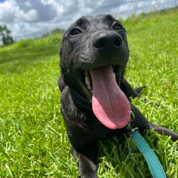 Rescue Pit Bull Terrier Dogs for Adoption in Pearland, Texas - Raiden | PetCurious