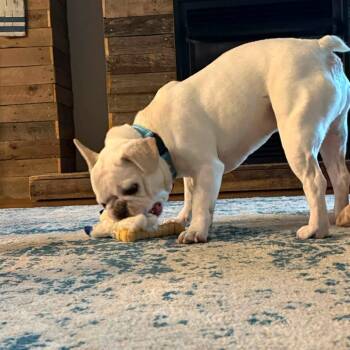 Mouse -  French Bulldog Dog for Adoption in Huber Heights, Ohio - Mouse | PetCurious